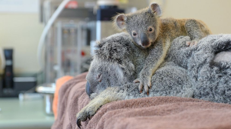 Illustration for article titled Touching Photos Show A Baby Koala Clinging To Mom While She Has Surgery